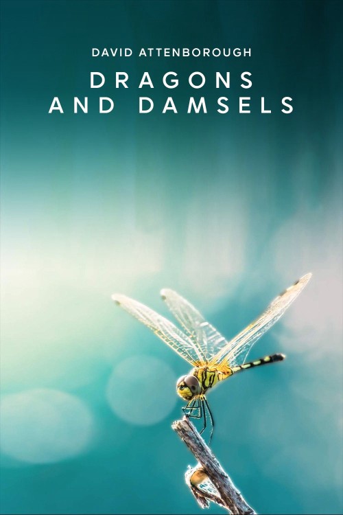 Loài Chuồn Chuồn 2019